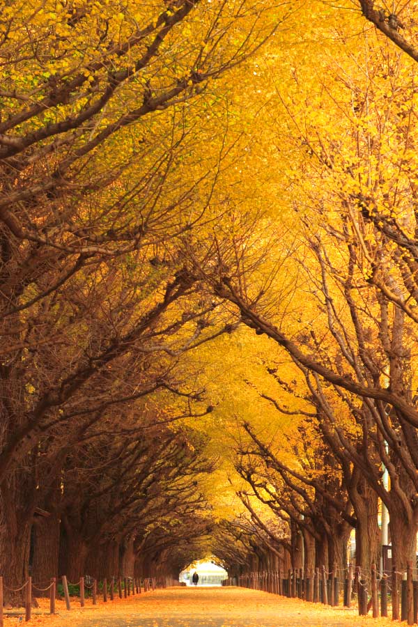 Ginkgo Tree Tunnel, Tokyo