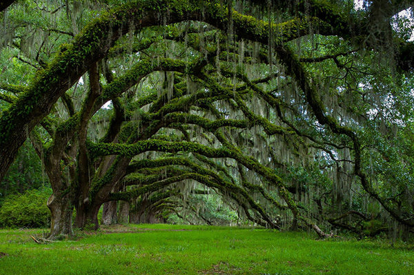 oaks avenue