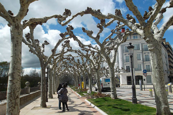 tree-tunnel-burgos