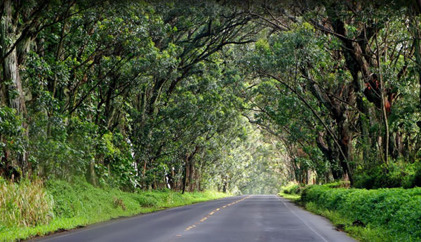 tree-tunnel-kauai