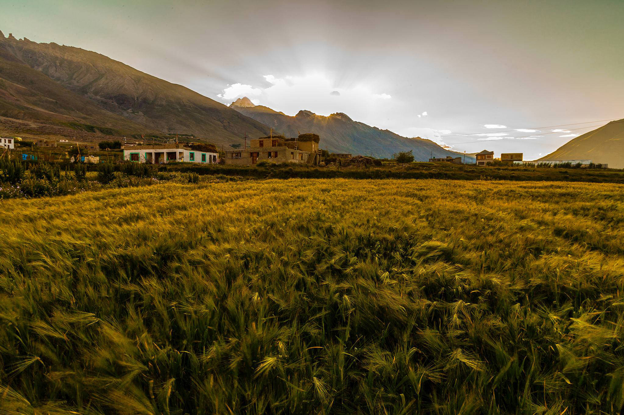 Grass at Padum (Zanskar valley)