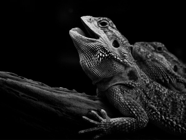 black and white photography animals