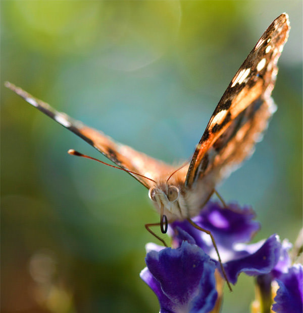 bokeh butterfly