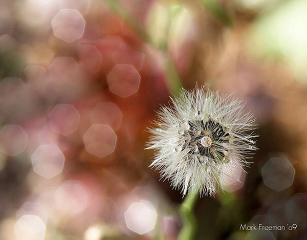 bokeh photography