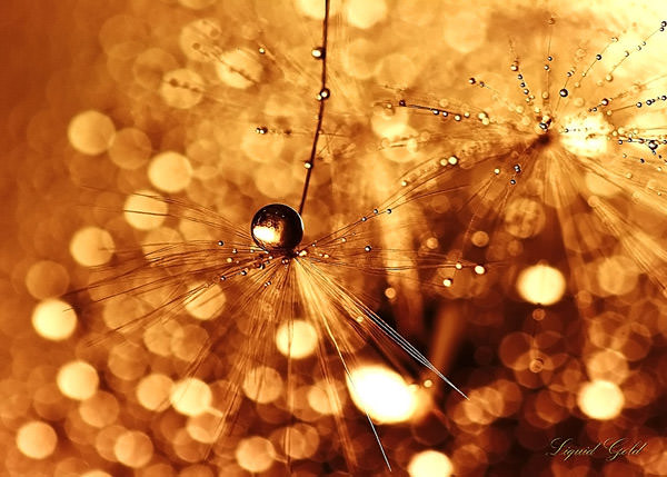 bokeh photography