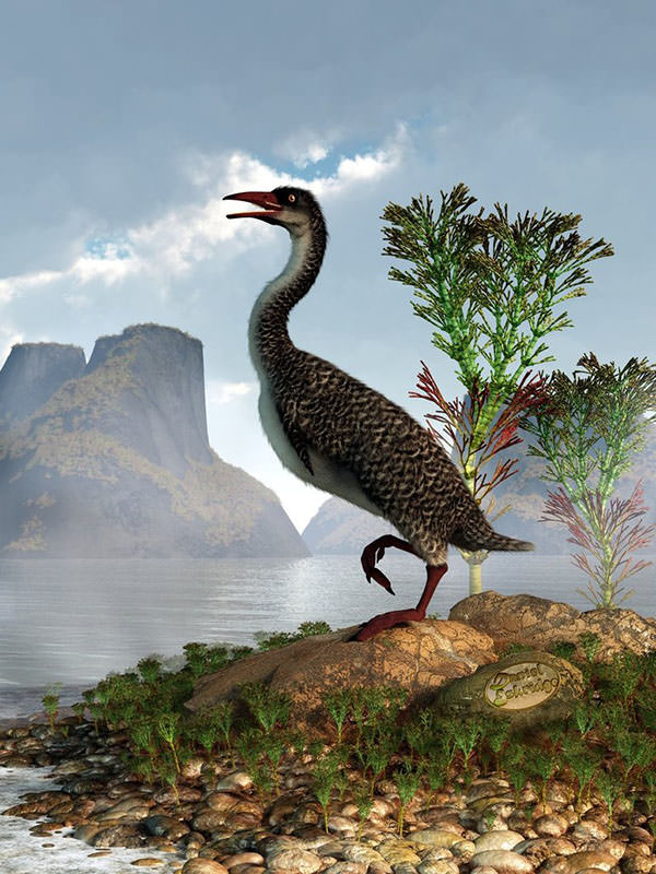 hesperornis