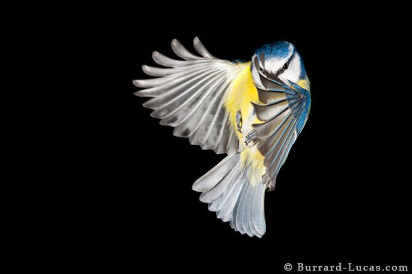 blue tit