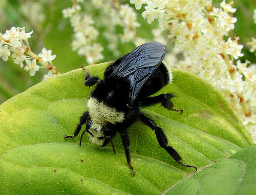 macro photography