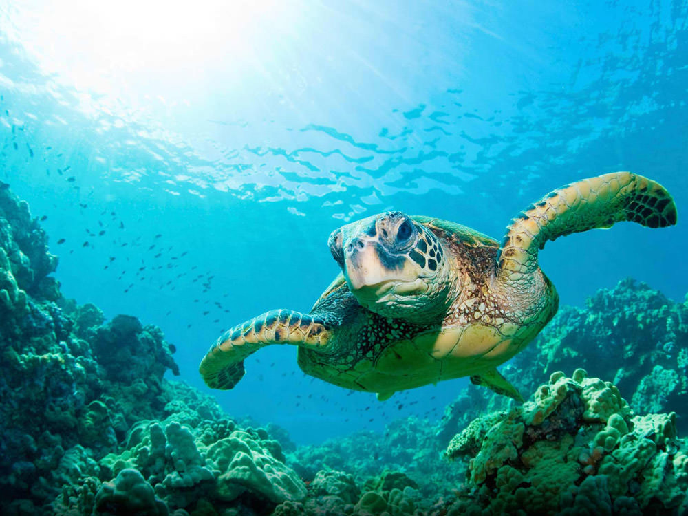 Premium Photo | Envision a vibrant underwater world filled with colorful  coral reefs schools of shimmering fish