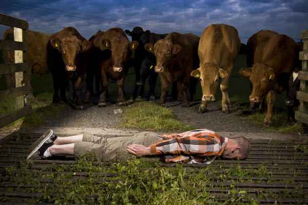 Individual planking in a field with curious cows