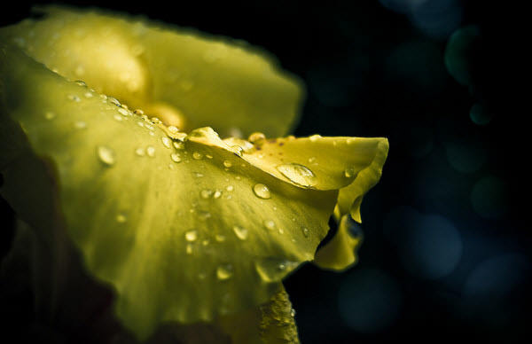 雨の後