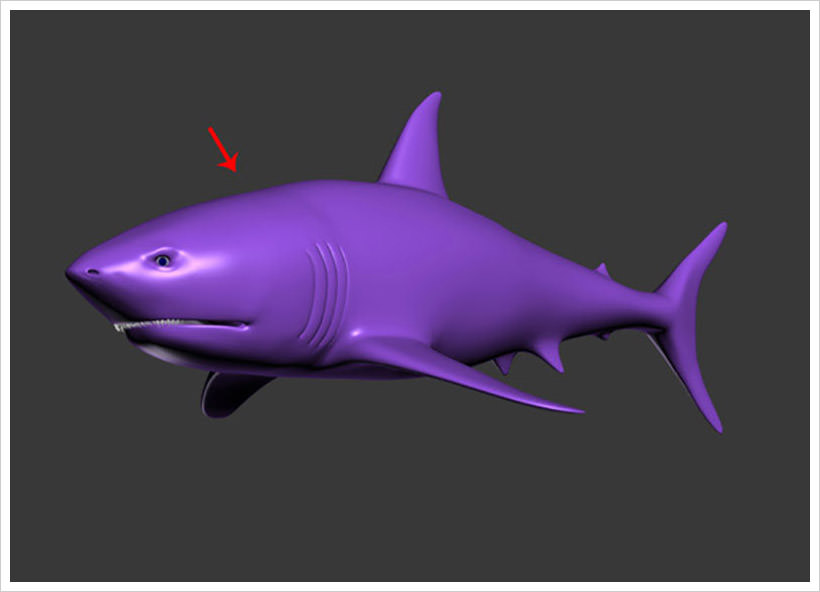 Make a Realistic Shark