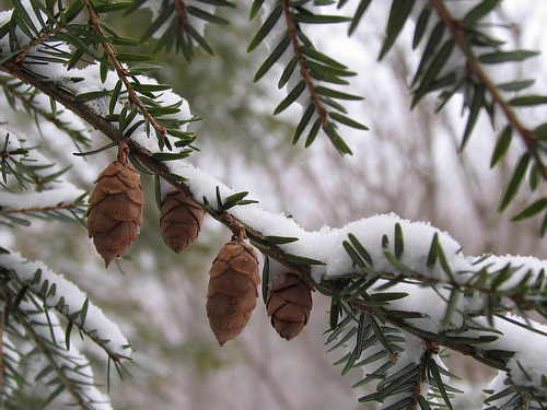 winter photography