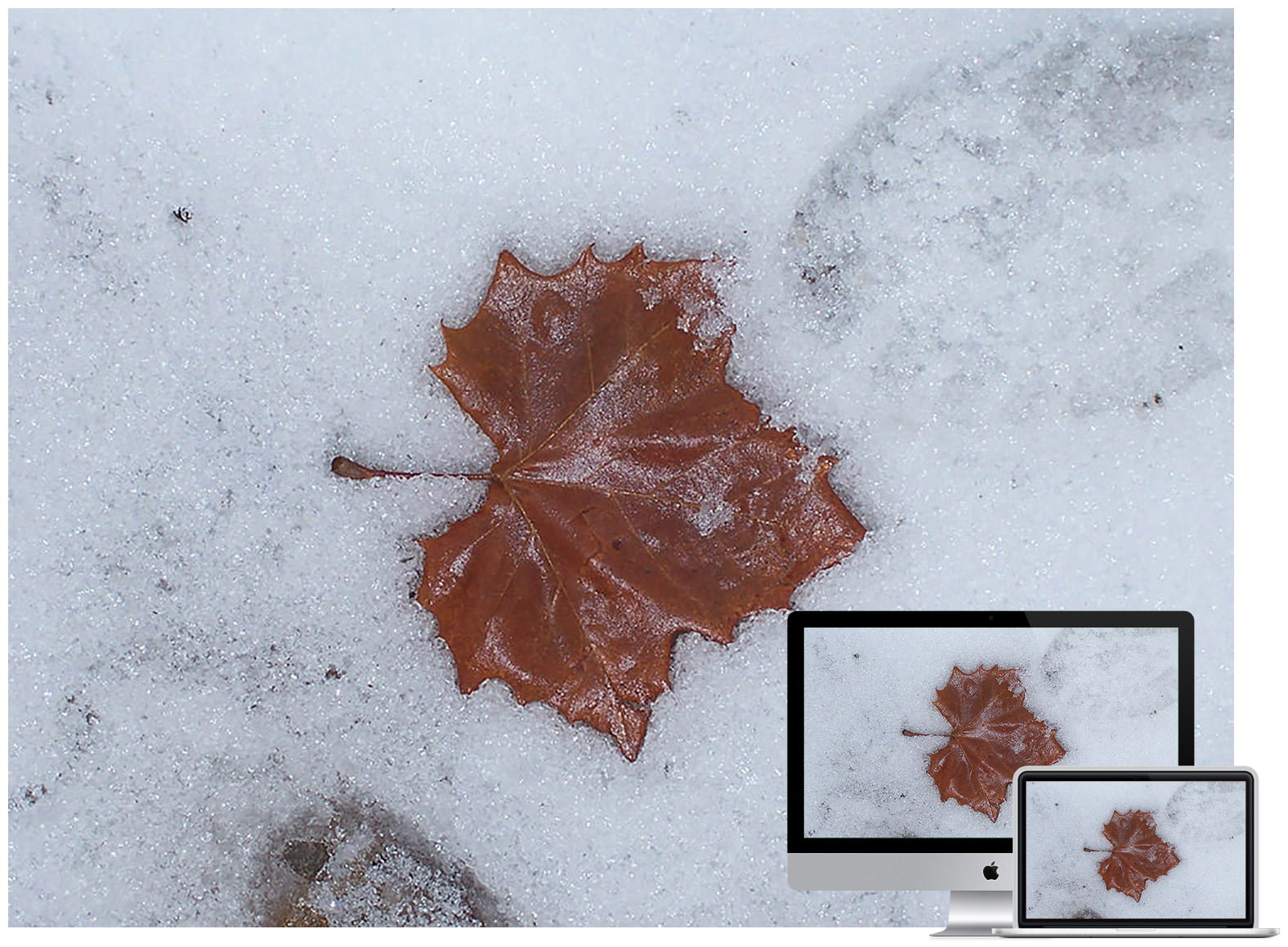 Leaf on Ice