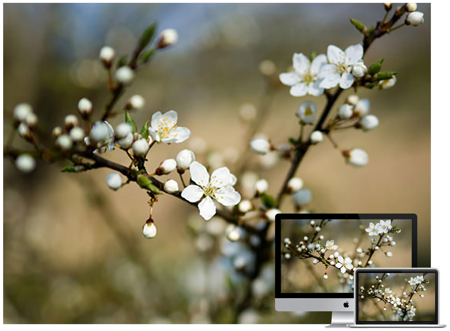 Flowering Cherry wallpaper