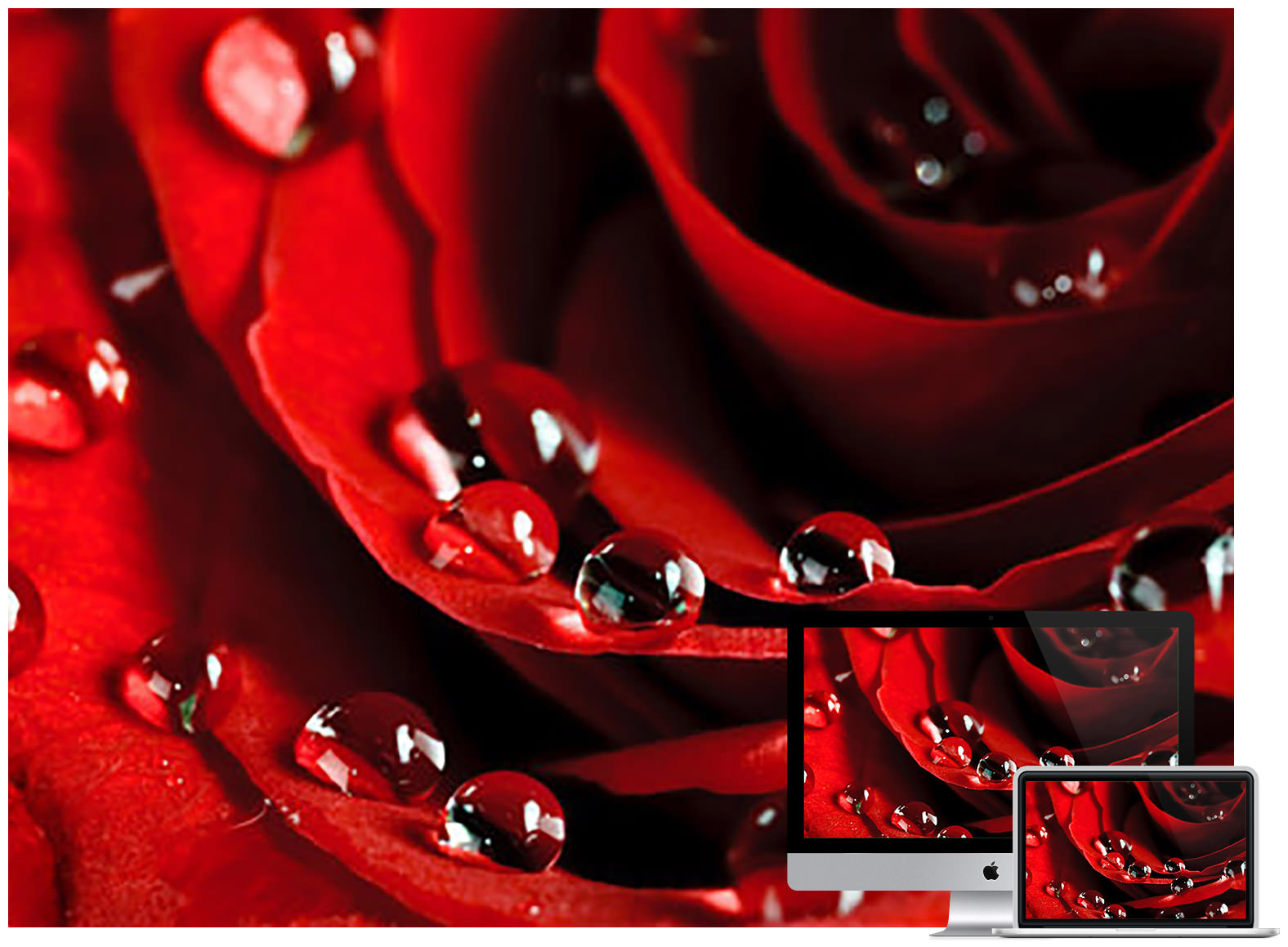 rose flowers wallpapers