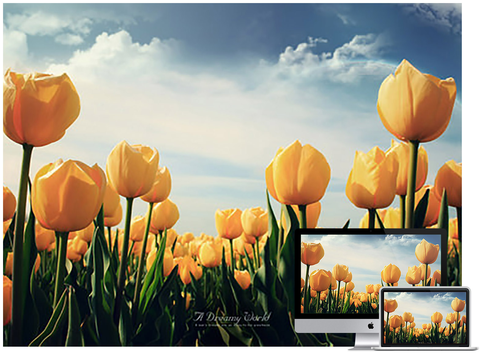 yellow tulips wallpaper