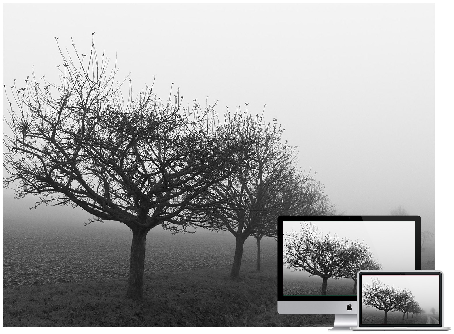 31 Beautiful Desktop Wallpapers of Mist